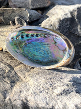 Abalone Shell- Large